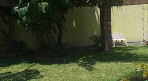 Palmira - Image 4
