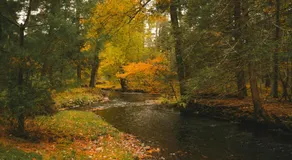 Enchanting River- Water Front A-Frame Cabin - Image 3