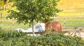 Bed and Breakfast De Paalberg - Image 3