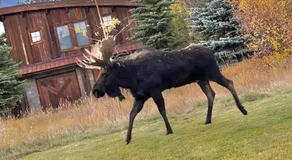 Gorgeous Jackson Hole Condo in Top location with Great Views and Private Deck with Barbeque! - Image 4