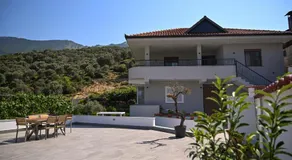 Olive Tree - Image 4