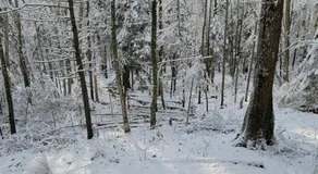 Vana Kuti-cabin in the woods - Image 3
