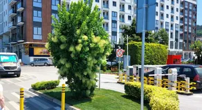 Jagodina apartman MM AKVA PARK free garaža - Image 5
