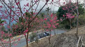 One Roll Stone Homestay - Image 4