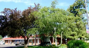 Golden West Motel - Image 3