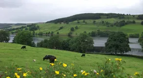 THE FIRS B&B &TEA ROOM - Image 4