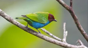 Las Tangaras Reserve - Image 4