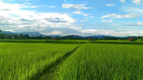 Pho Rak Nah Pai - Image 5