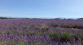 Chambre hôtes Les Garrigues CUCURON - Image 4
