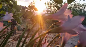הבוסתן של הדס, הדום שבהר - Image 2