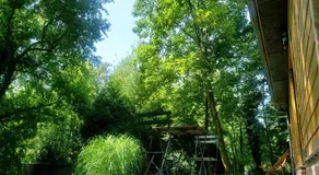 La petite forêt - Image 3