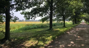 Cherry Trees - Image 4