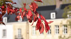 Château de la Saulinière - Image 4