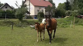 Agroturystyka Mętno 18 - Image 3