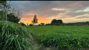 Sattva Farmstay - Cozy comfort cottage - Image 3