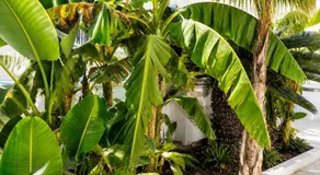 Monolocale elegante con design moderno e atmosfera tropical chic - Image 4