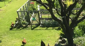 Le Petit Ruisseau - Image 4