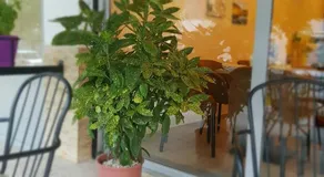 Dimitri Guest House - Image 5