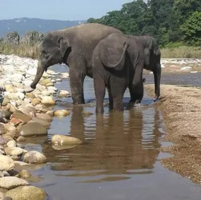 Rajaji Wild Trail Resort BS GROUP - Image 3