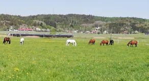Stuga på Hammarbergs Gård - Image 5