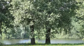 Room for rent - Image 4