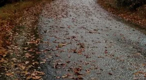 Pangeo forest village - Image 5