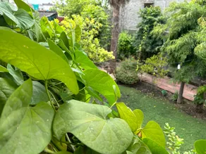 Jungle Lodge - Image 5