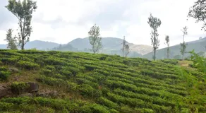Haritha Kanda Rest - Image 4