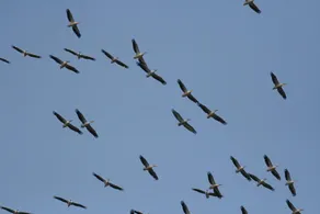 Pelican Birding Guest House - Image 5