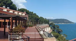 Mimosa - Image 5