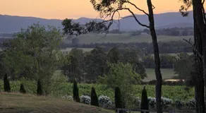 Grape escape - Image 5