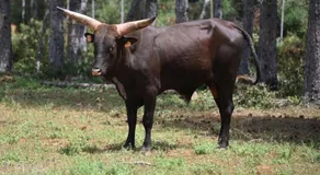 Les Gites du Parc Animalier de Ginasservis - Image 5