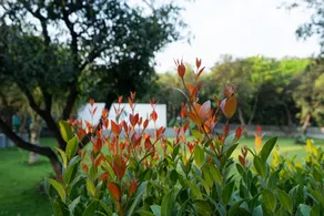 Dvaita Resorts - Image 4