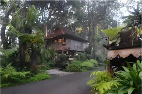 Fern Paradise - Image 5