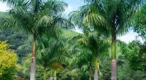 Quintal da Prosa I Hospedagens - Image 5