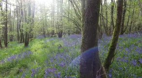 Sorbietrees B&B - Image 3