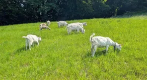 Rustikale Wohnung auf dem Bauernhof - Image 4
