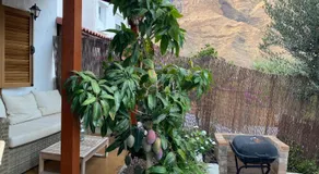 Casa Mimosa with private pool & garden - Image 5