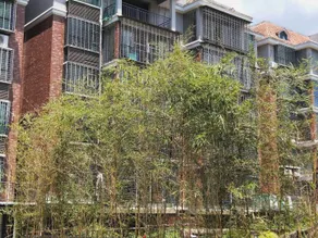 moshe lnn - Image 5