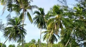 Ruma - Image 5