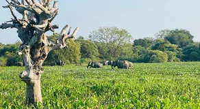 Bundala Forest Resort Yala - Image 3