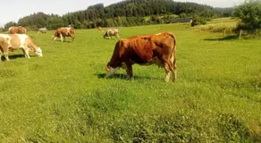 Bauernhof König - Image 4