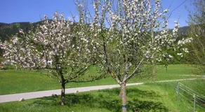 Gerlindes Haus - inkl. Chiemgau-Karte - Image 5
