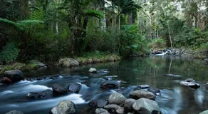 Sine Cera Rainforest Retreat - The Freeman Suite - Image 4