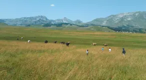 Karadžić - Image 5