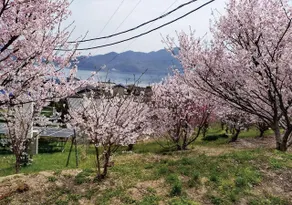 Setouchi Crane Moment - Image 5
