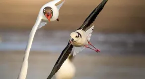 Le voyage à travers les flots - Image 5