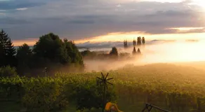 Weingut Leopold Dietrich - Image 4