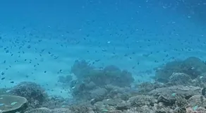 ISLANDSTAY珊瑚Tokashiki旧旅館村元 - Image 5