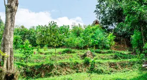 Etana Cottage Kakamega - Image 1